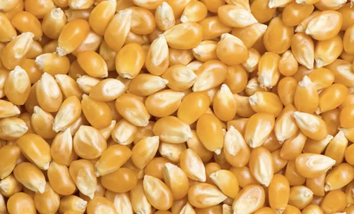 Milho mantém cotações firmes no mercado interno e externo