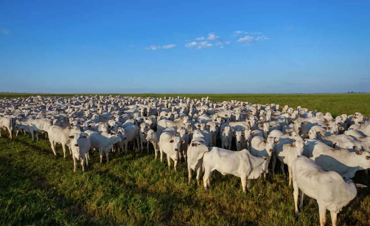Declaração de Rebanho 2026 começa em 1º de abril no RS
