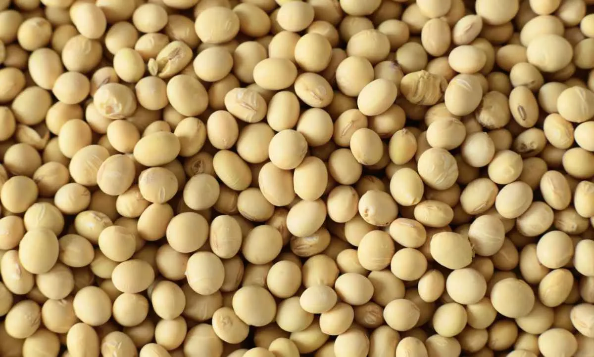 Soja sobe em Chicago, mas frete e portos pressionam no Brasil