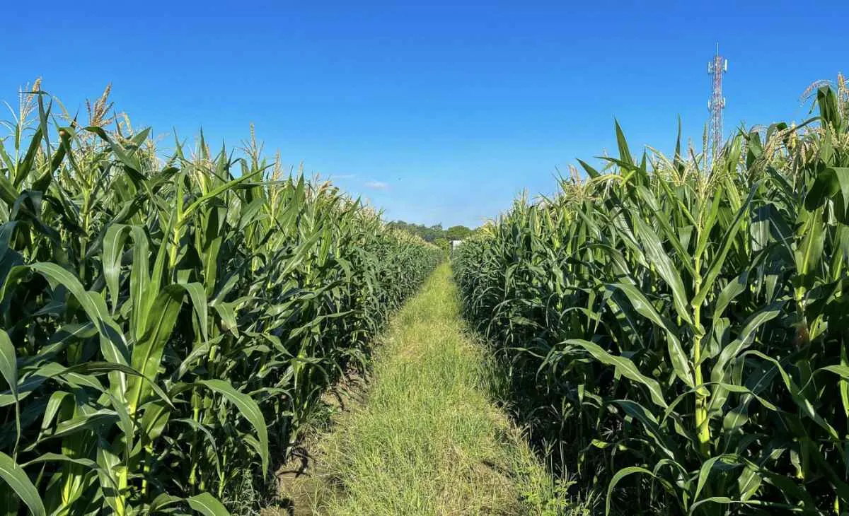 Mercado reage a corte na safrinha e milho fecha semana em alta