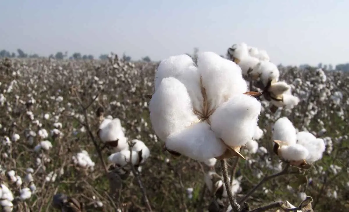 StoneX mantém safra de algodão e eleva exportação em 2026