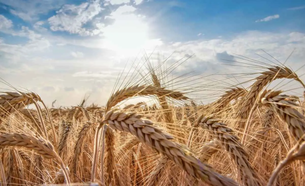 Oferta restrita e demanda firme mantêm alta do trigo no Brasil