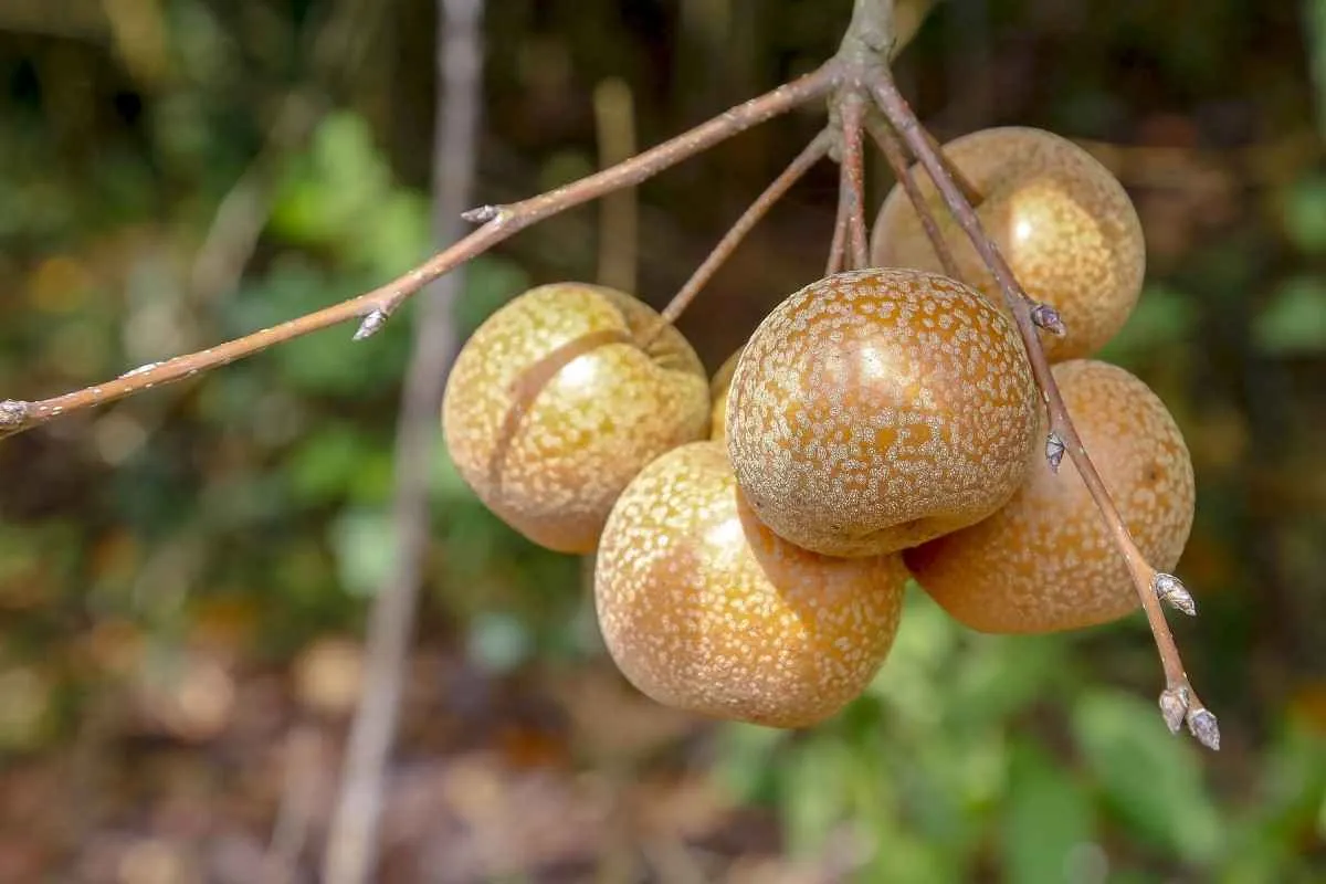 Paraná abre 2026 com recorde na suinocultura, recuperação do arroz e avanço da pera