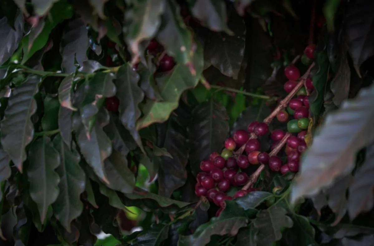 Campo Futuro inicia levantamentos de custos no campo