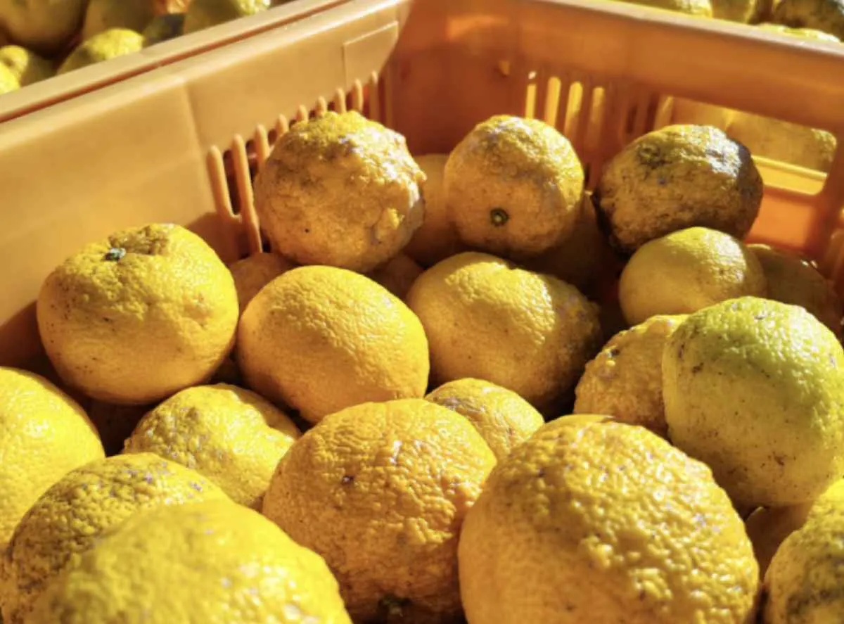 Epagri inicia estudo para viabilizar produção comercial de Yuzu em SC