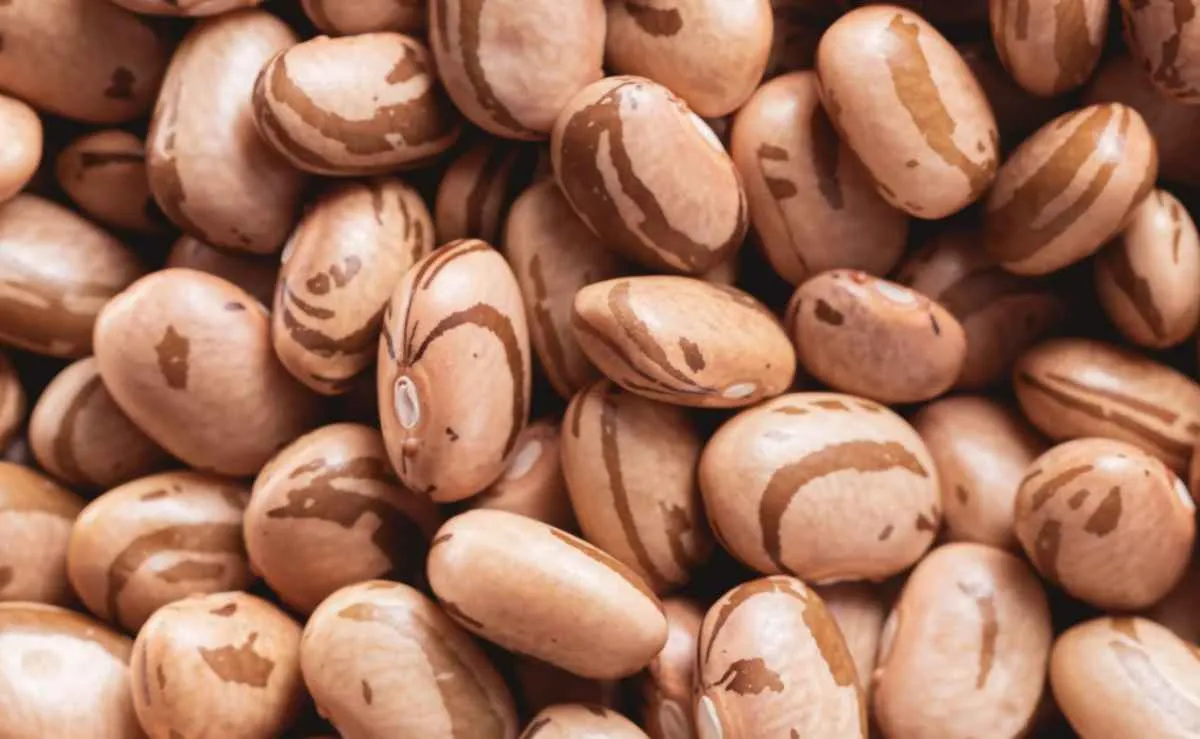 Feijão carioca registra valorização recorde em fevereiro