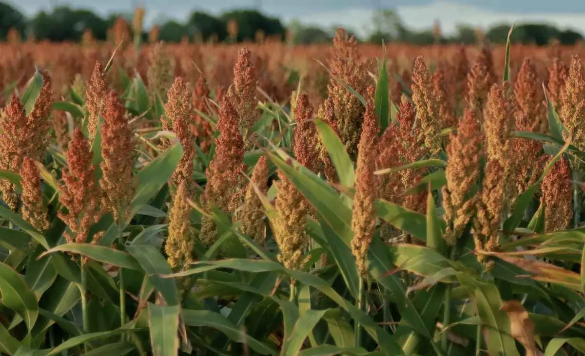 Sorgo avança e ganha espaço na segunda safra no Brasil