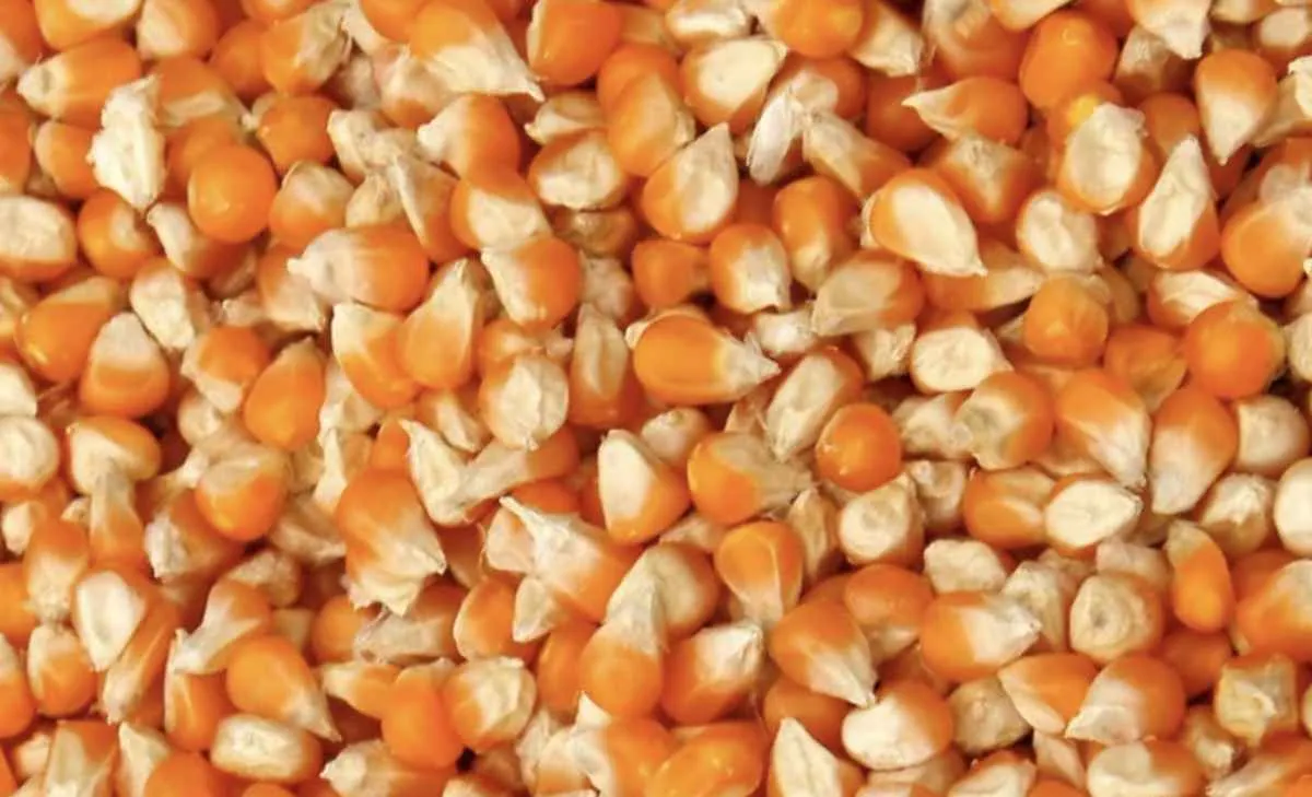 Milho sobe em Chicago e mercado interno segue firme no Brasil