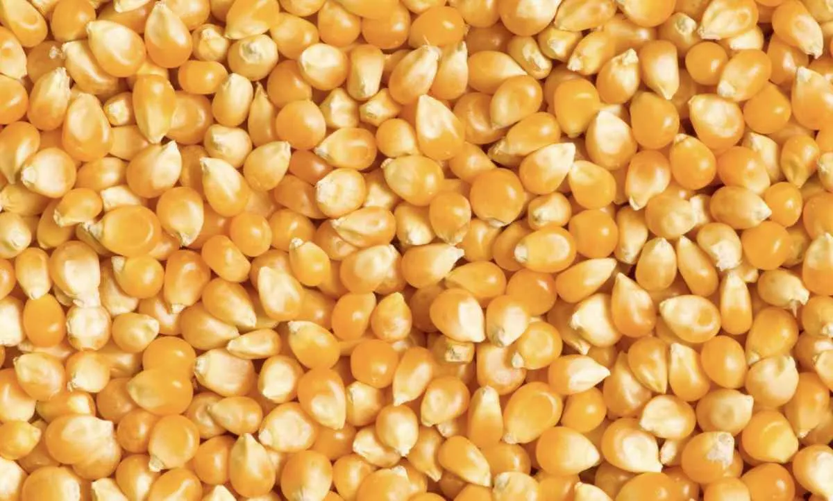 Milho recua em Chicago e mercado busca acomodação