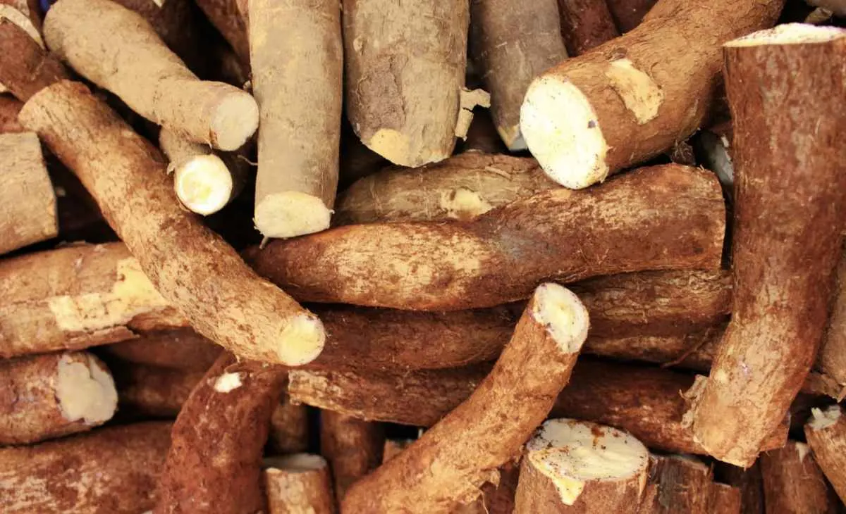 Oferta restrita de mandioca eleva preços e limita avanço da indústria