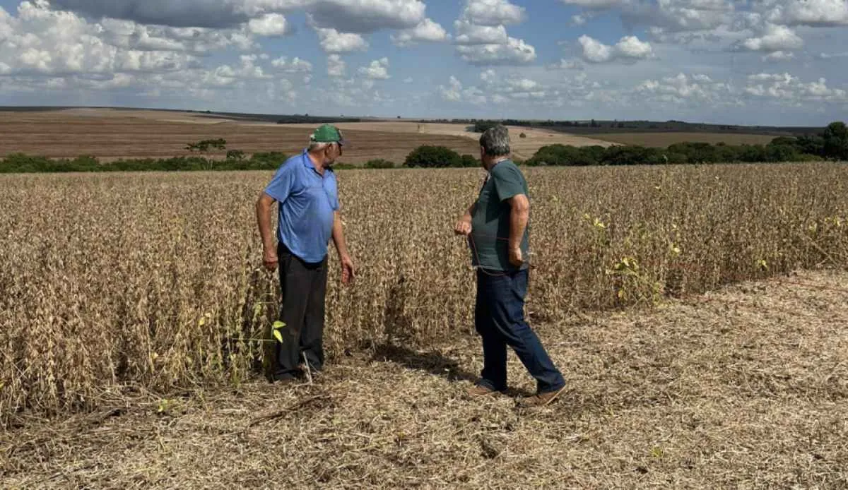 Concurso avalia perdas na colheita de soja na região de Maringá