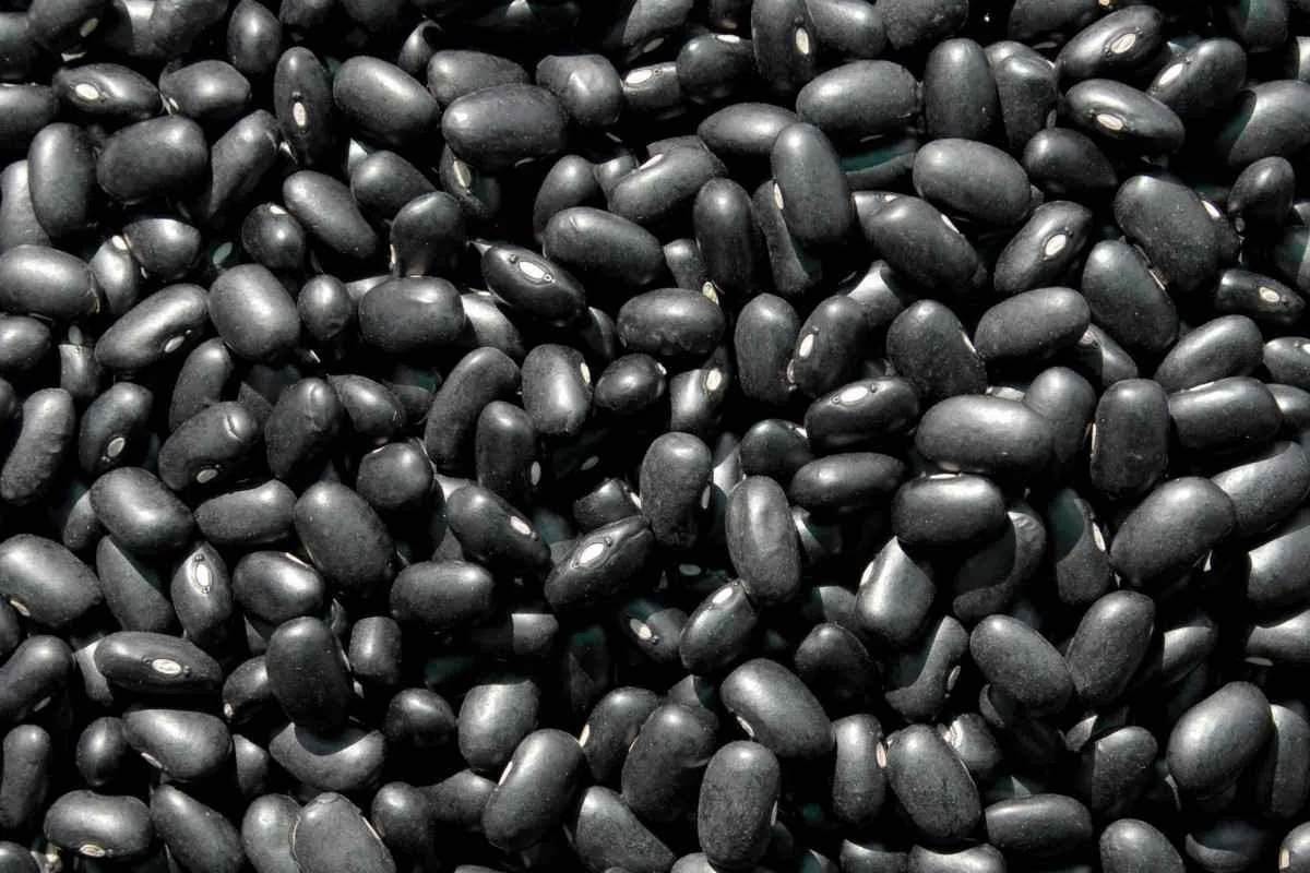 Colheita do feijão chega a 65% e acende alerta 