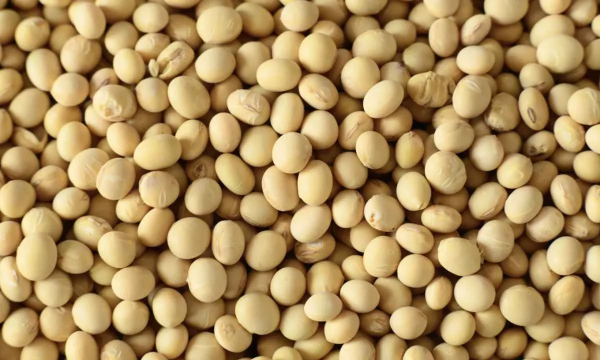 Soja sobe forte em Chicago e mercado monitora tensão no Oriente Médio