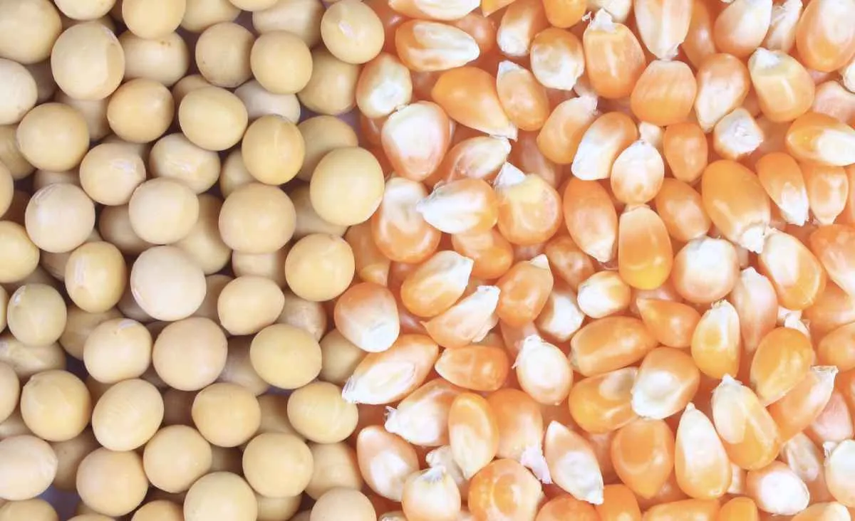 Estimativa de soja recua para 177,8 mi t, mas mantém recorde