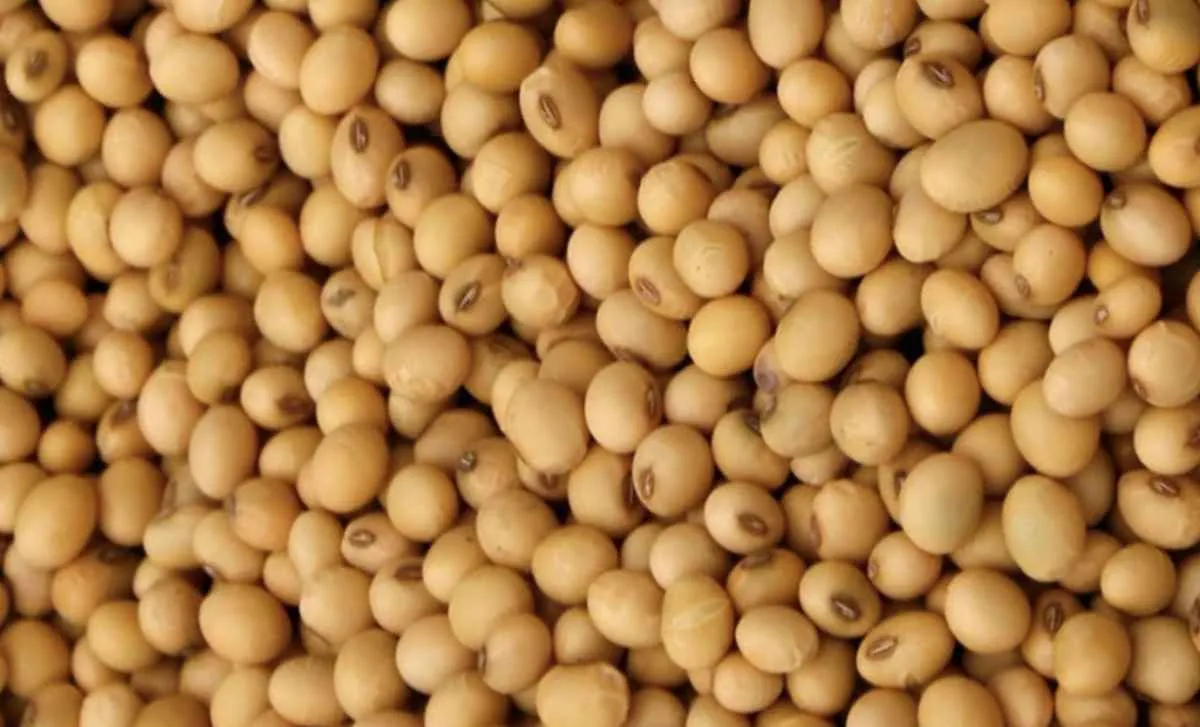 Soja opera em baixa na CBOT enquanto exportações aceleram no Brasil