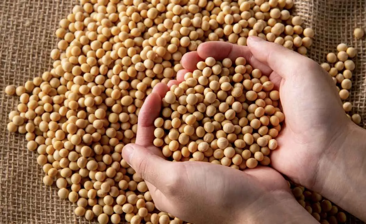 Soja opera perto de US$ 11,50 e Brasil deve impulsionar exportações