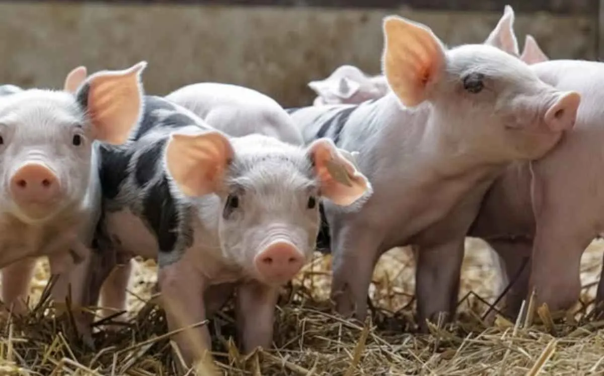 Queda na demanda derruba preço do suíno vivo em São Paulo