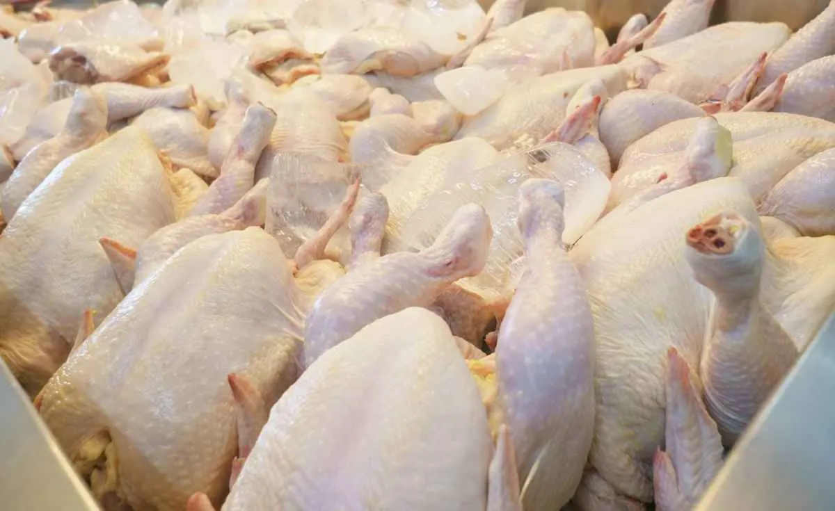 Frango mantém exportações recordes apesar de tensão no mercado