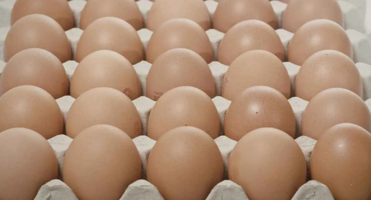 Guerra pressiona custos e deve elevar preços de ovos e frango