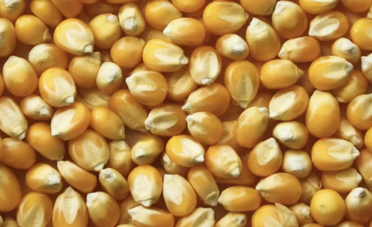 Milho sobe em Chicago, mas mercado interno segue travado