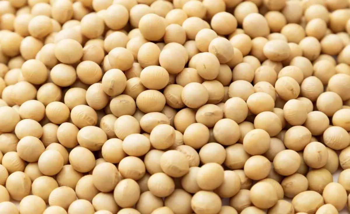 Tensão no Oriente Médio eleva soja e sustenta alta no mercado brasileiro