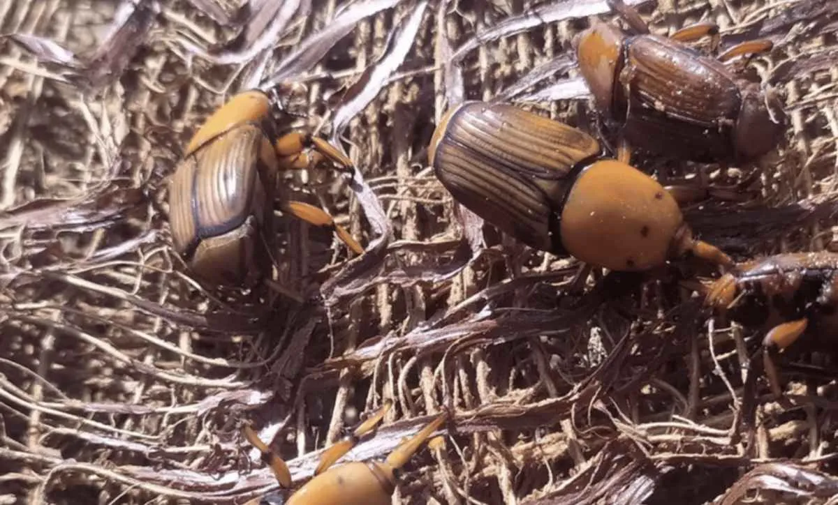 Mapa reforça alerta para risco do bicudo-vermelho das palmeiras 