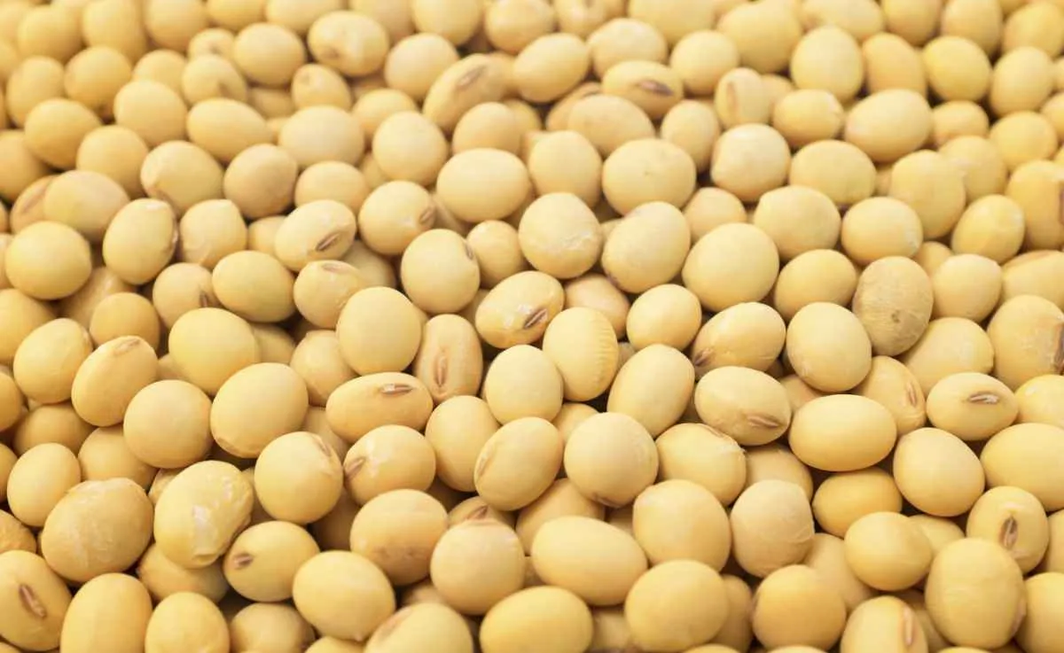 Soja abre semana em alta com foco na guerra e nos EUA