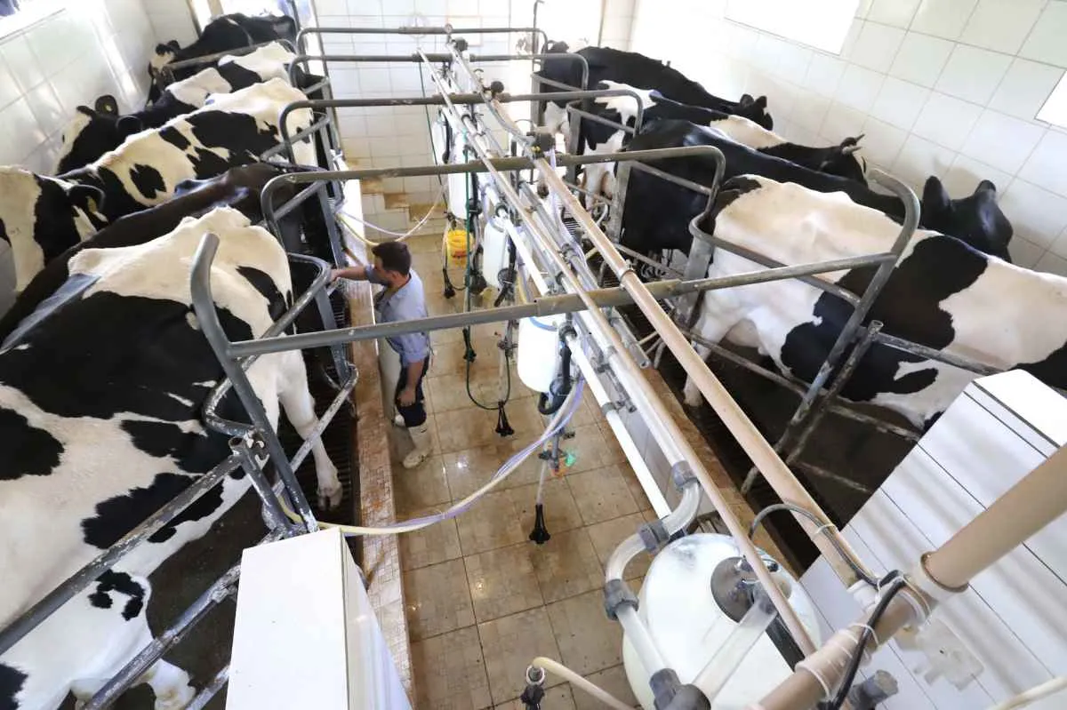 Paraná bate recorde na produção animal e de leite em 2025