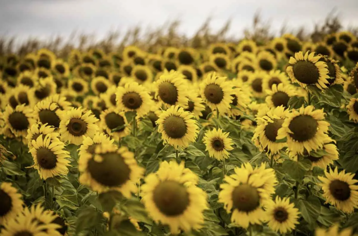 Prazo para plantar girassol em Goiás termina em 31 de março