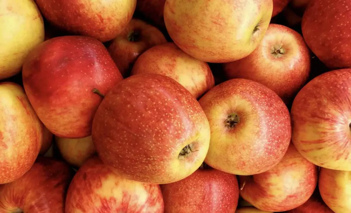Maçã tem menor preço desde 2022 em fevereiro