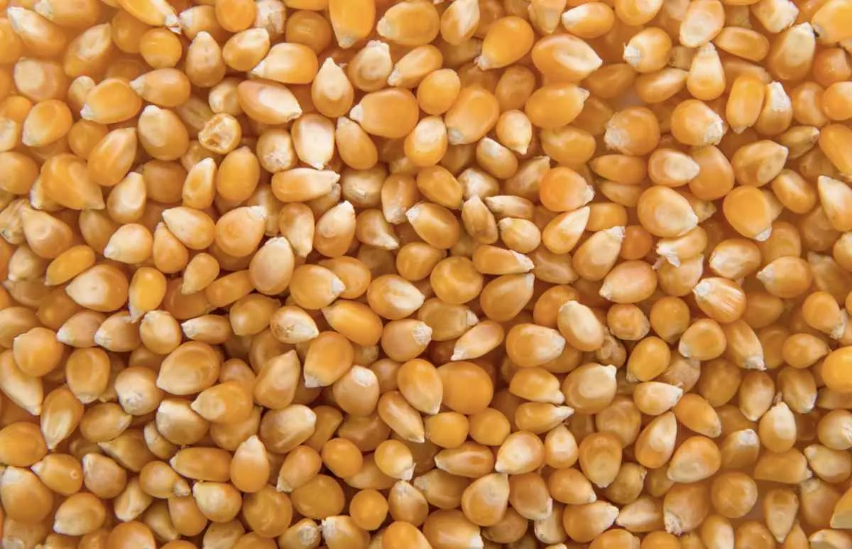 Milho recua em Chicago e mercado doméstico segue travado