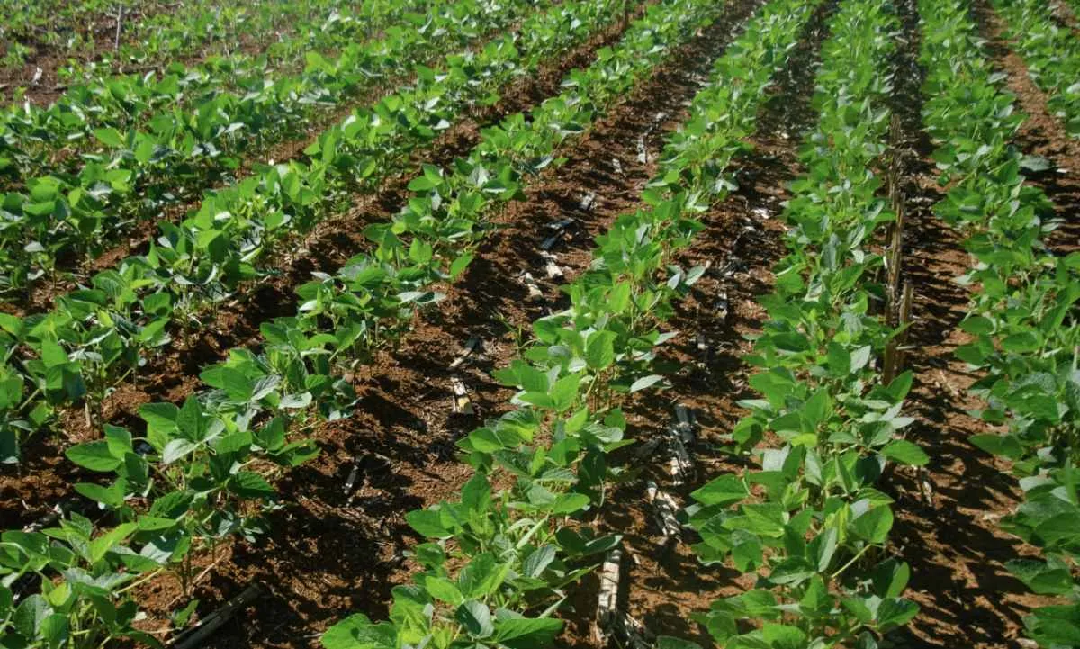 Plano Safra 2026/27 tem proposta de R$ 670 bilhões para crédito rural