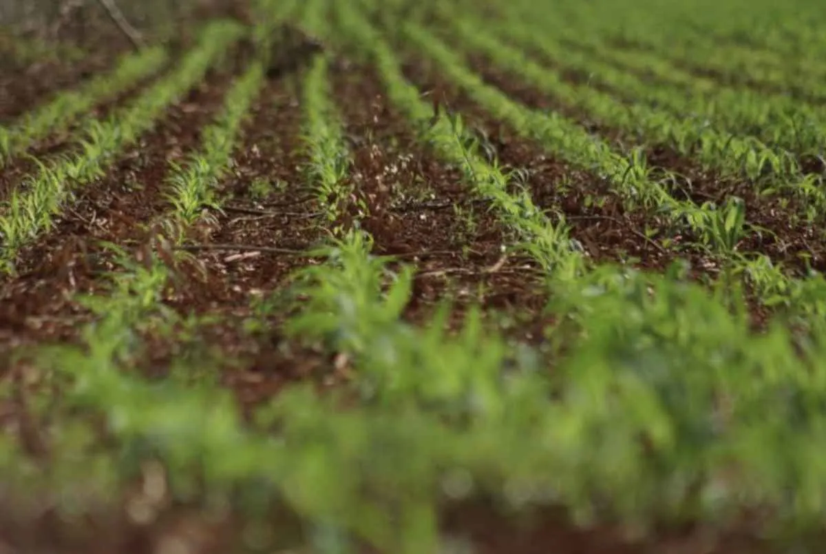 Soja avança em MS e milho safrinha já ultrapassa 75% da área