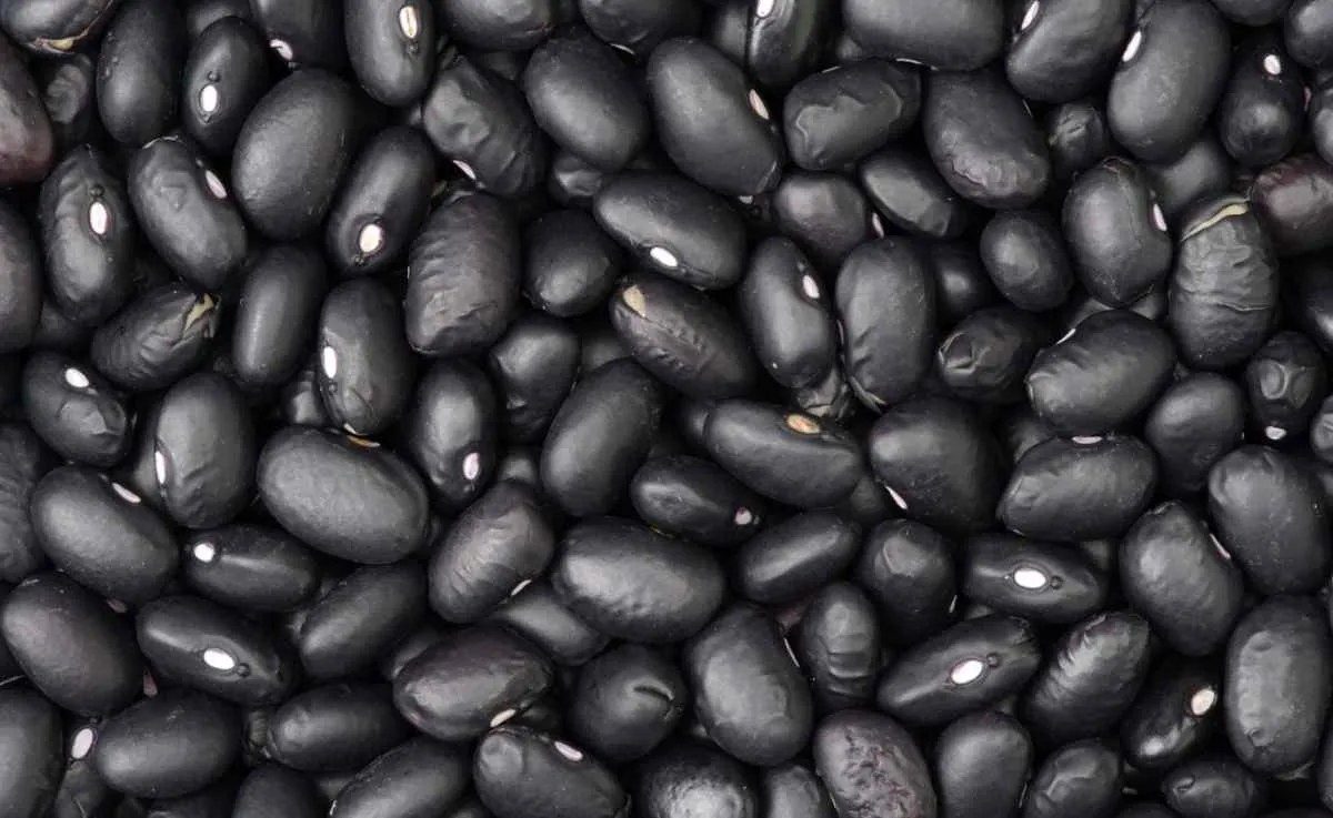 Feijão recua na semana, mas média de março segue acima da de fevereiro