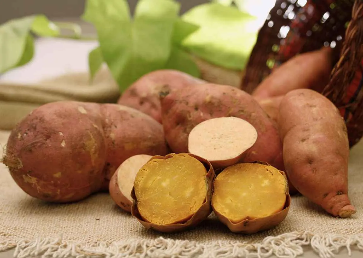 Nova batata-doce da Embrapa une nutrição, produtividade e resistência