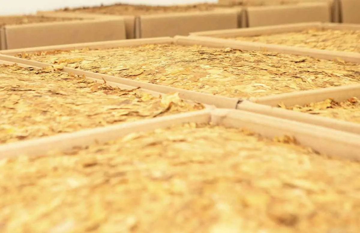 Exportações de tabaco do Brasil batem recorde em 2025