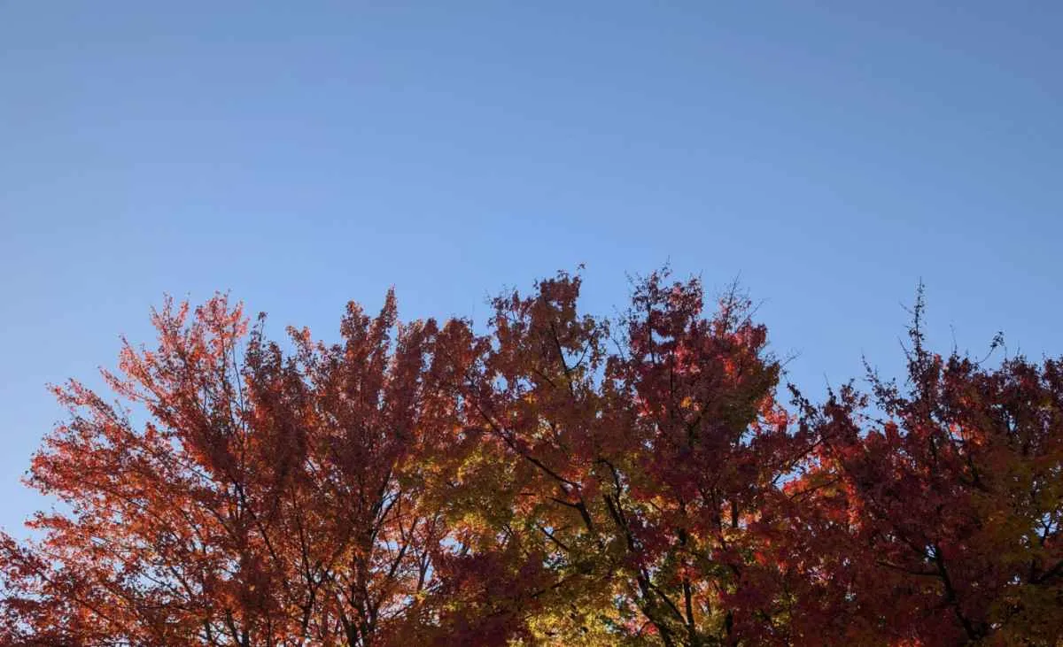 Outono começa em 20 de março e deve ter início abafado no Brasil