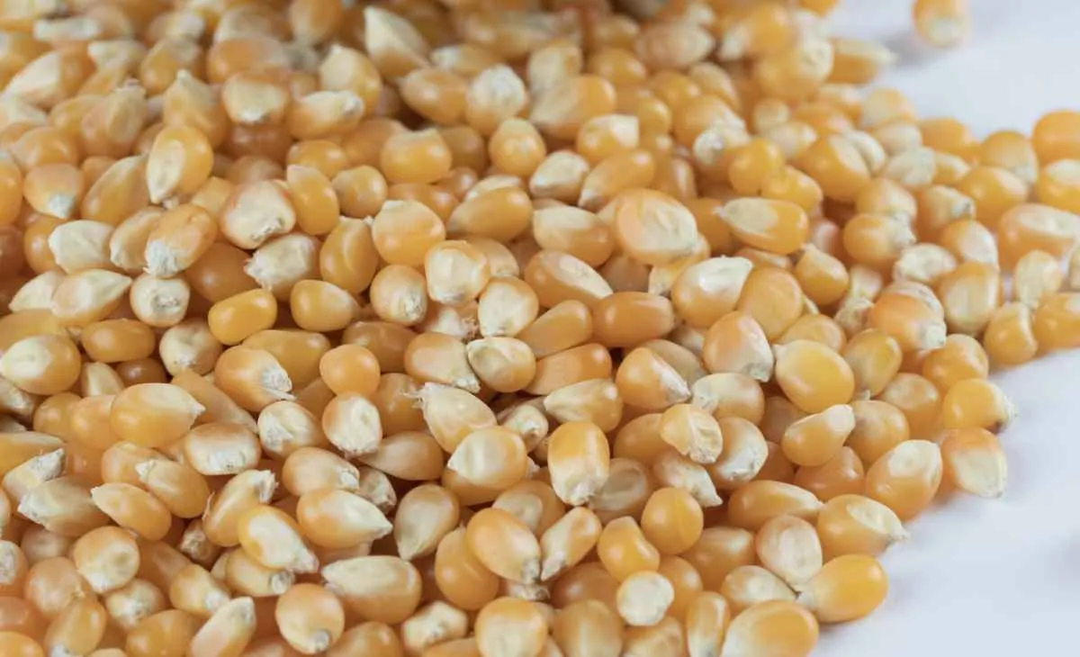 Milho tem leve alta em Chicago e mercado segue estável