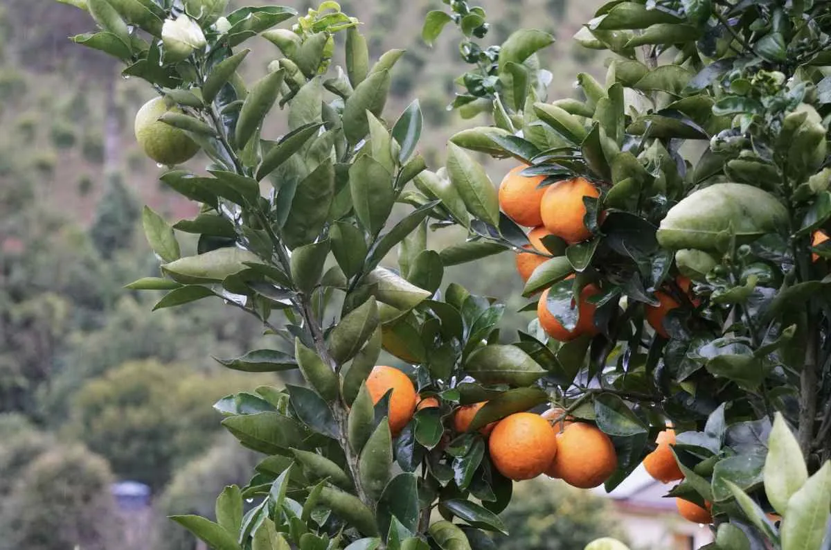 Paraná amplia exigências para conter avanço do greening nos citros