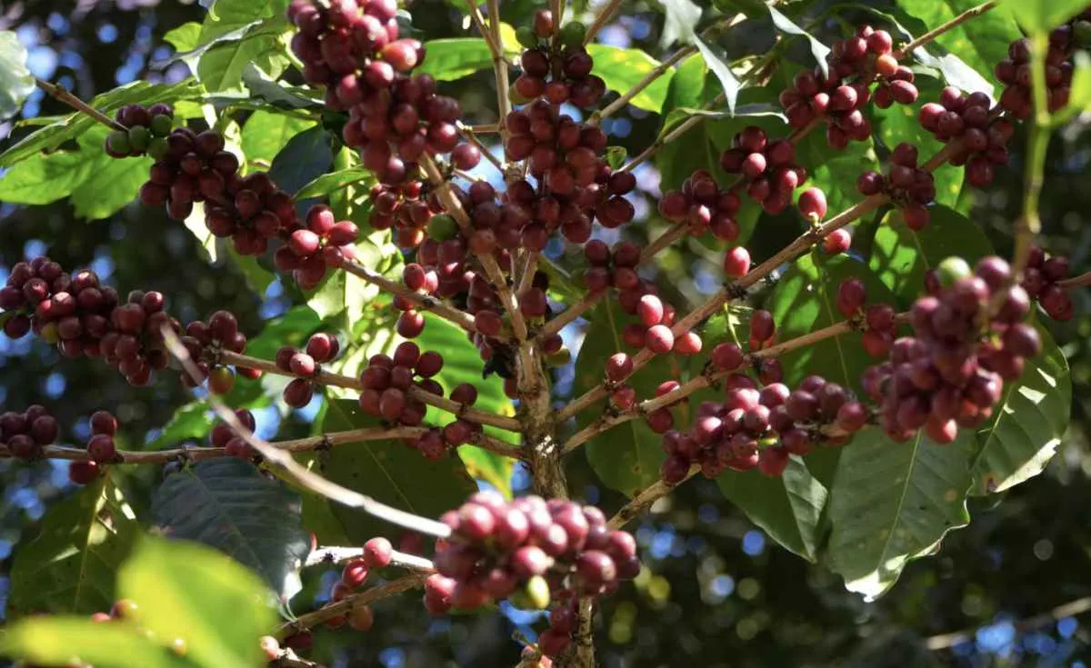Clima favorável reforça expectativa de safra recorde de café