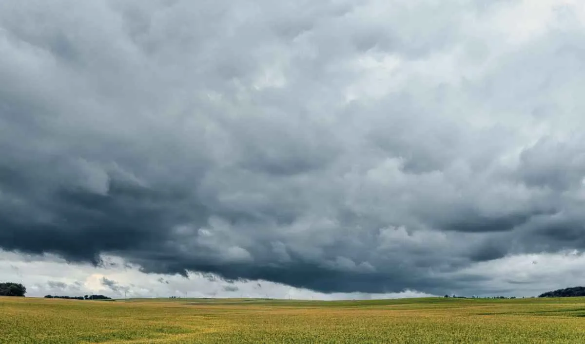 Irregularidade das chuvas eleva risco de perdas em lavouras de MS