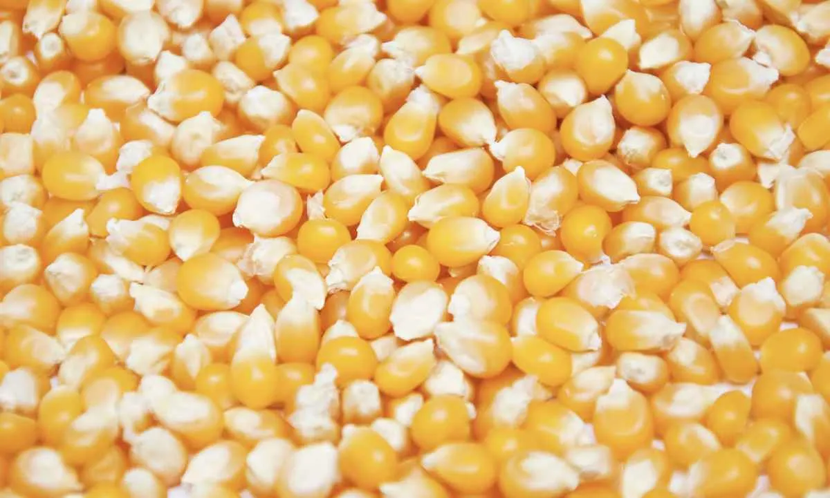 Milho sobe com expectativa de plantio menor nos EUA