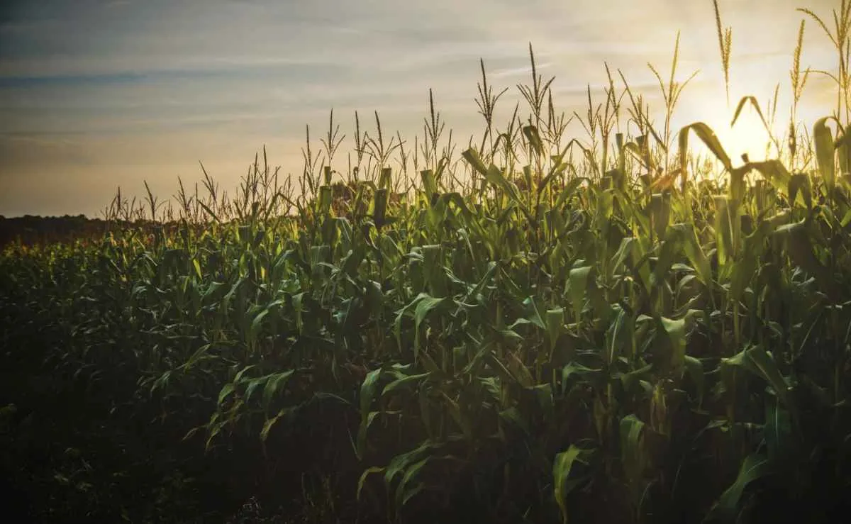 Inflação alta e juros elevados mantêm pressão sobre o agro