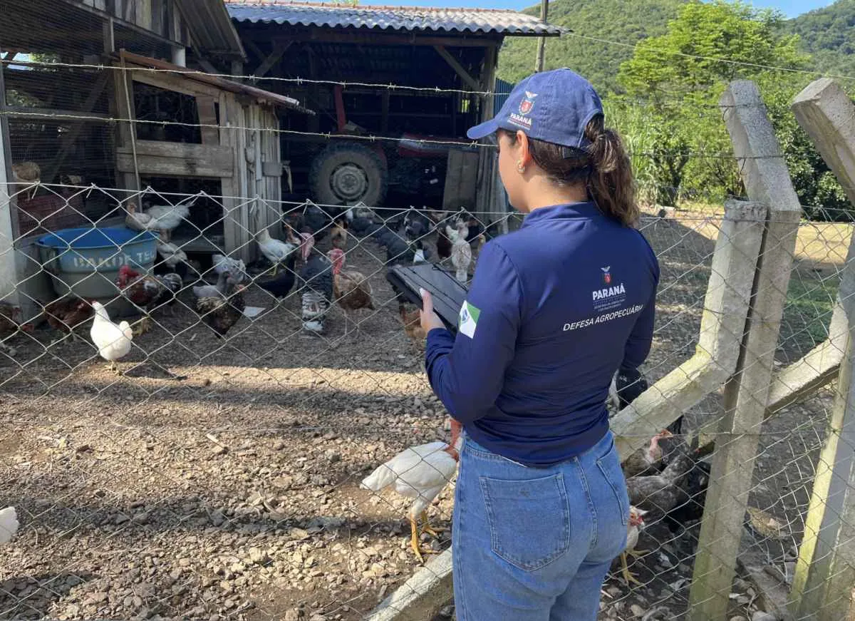 Paraná intensifica fiscalização contra gripe aviária no Litoral