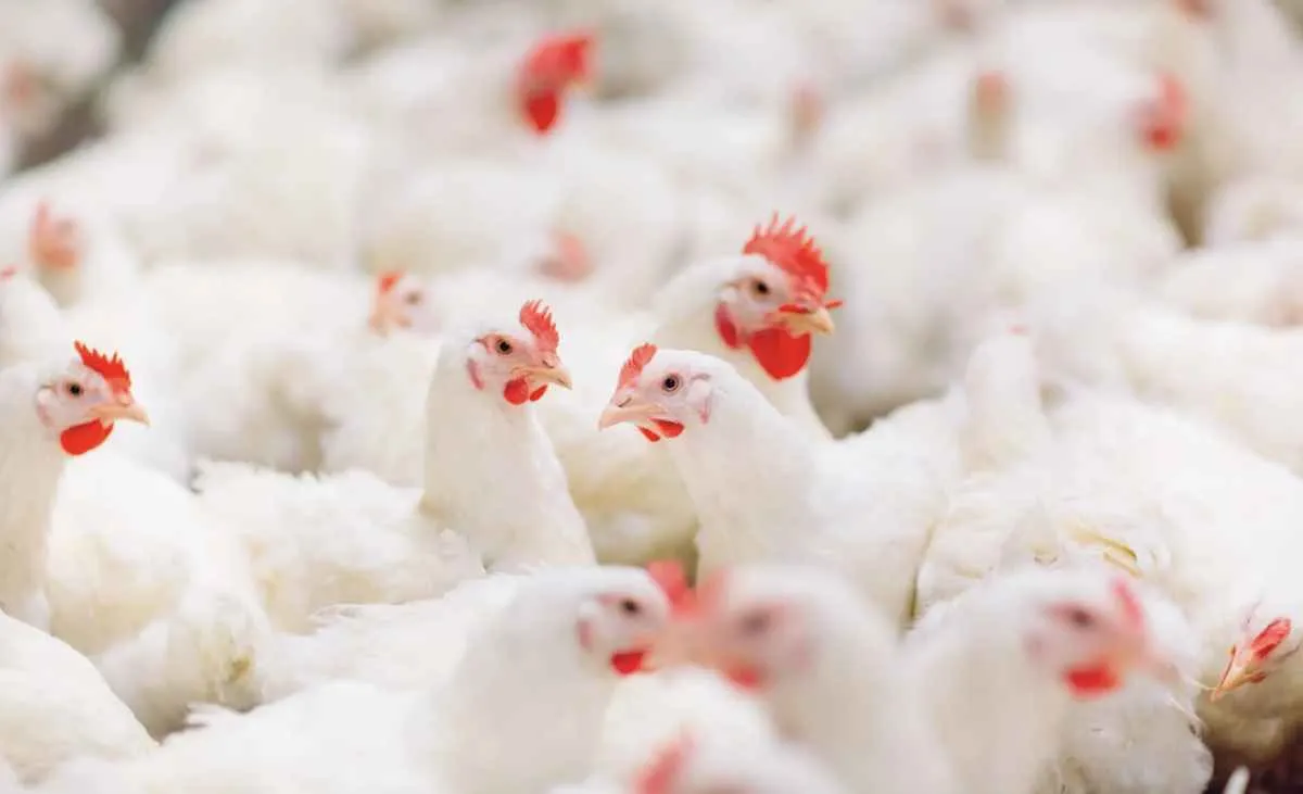 Frango cai no mercado interno mesmo com exportações recordes