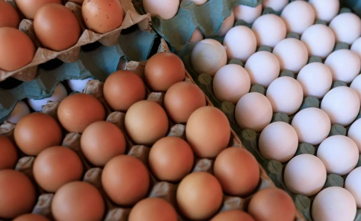 Queda nos ovos reduz poder de compra dos avicultores