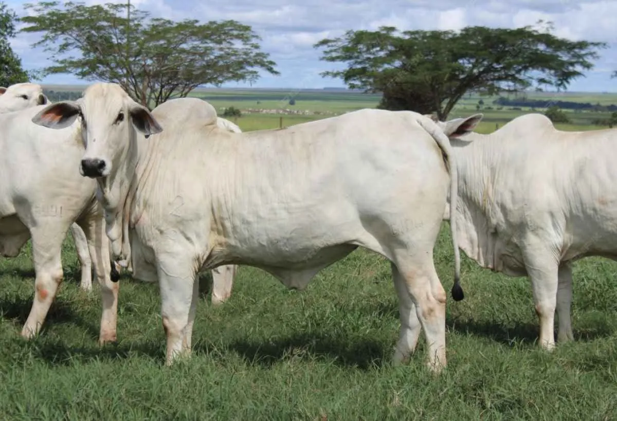 Boi gordo deve ter mais espaço para alta no 2º semestre