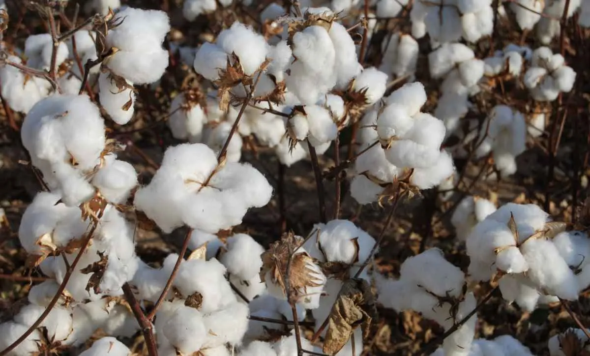 Algodão tem maior alta mensal desde agosto de 2022