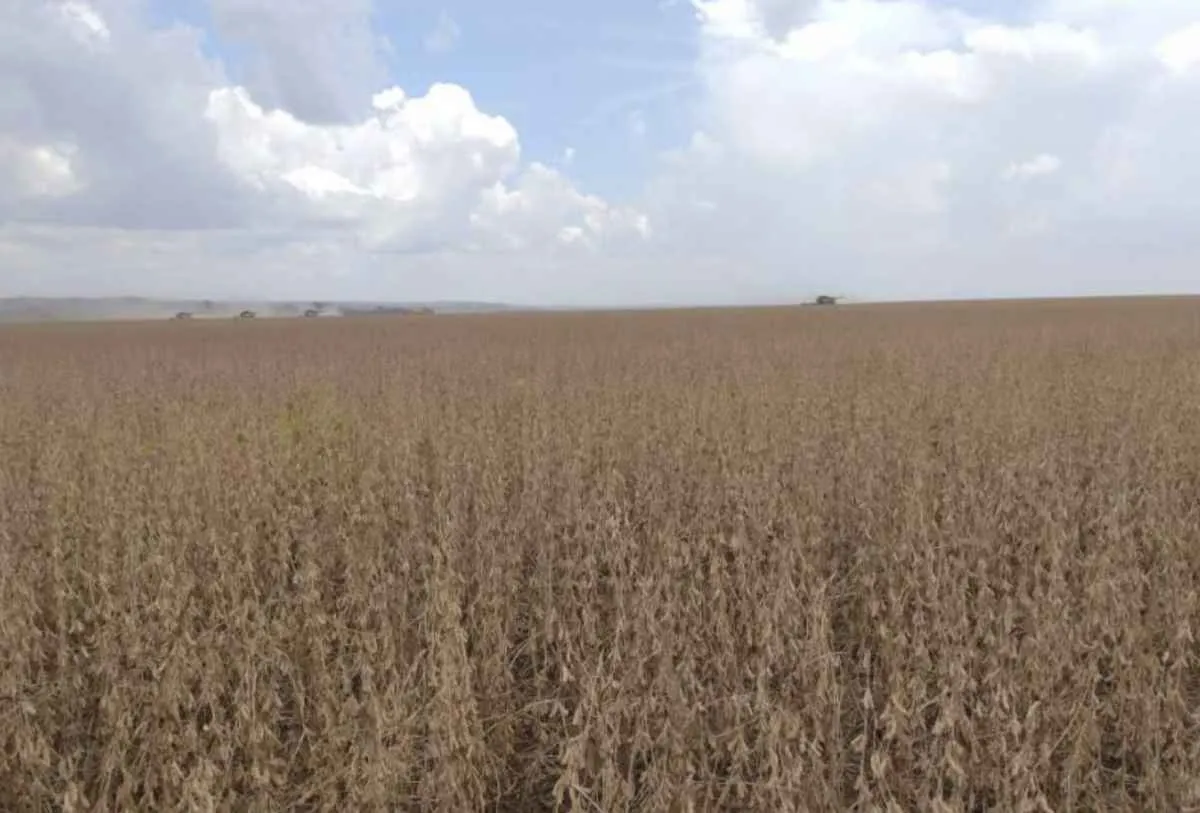 MS define vazio sanitário da soja de junho a setembro