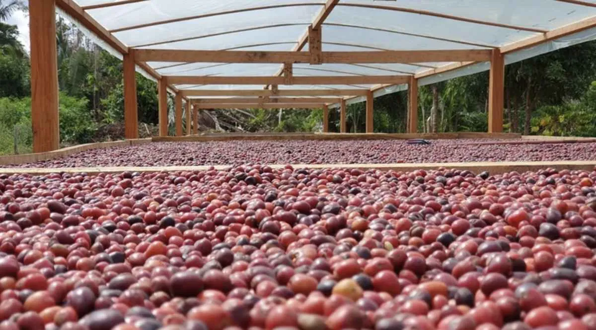 Café robusta dobra produção e ganha espaço no Brasil